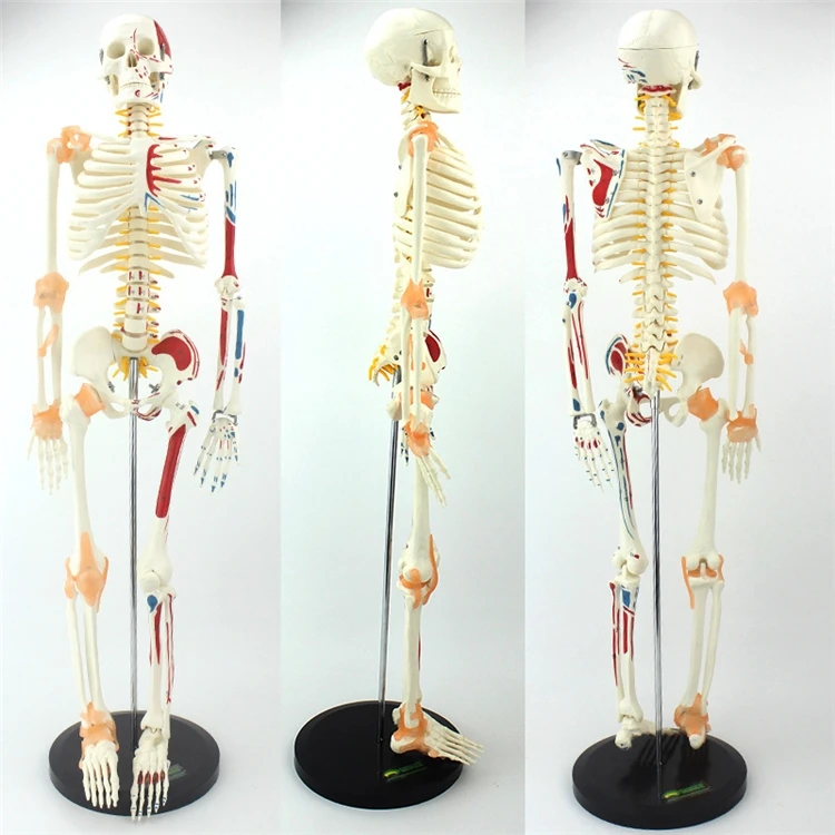 【HOT】의료 교육용 고품질 실물 크기 인간 업그레이드 - Medical Lab Upgrade 리뷰 및 가격
