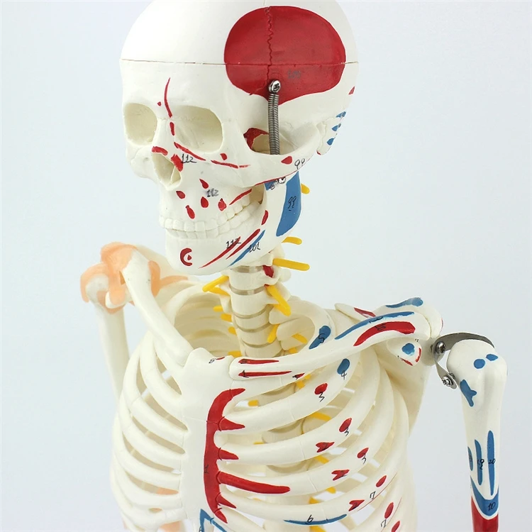 【HOT】의료 교육용 고품질 실물 크기 인간 업그레이드 - Medical Lab Upgrade 리뷰 및 가격