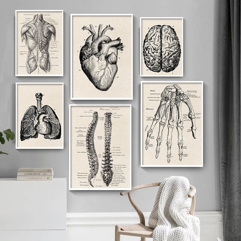 의료 해부학 아트워크 캔버스 아트 포스터, 빈티지 근골 - Medical Lab Posters 리뷰 및 가격